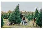 Jane Magnolia Tree | Delivery, Planting & 1-Year Warranty - iTrees.com