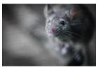 Rodent Control Hunter Valley | CPR Pest Services