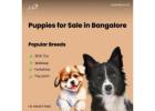 Healthy & Playful Puppies in Bangalore – Ready for Loving Homes | Aubree.co.in