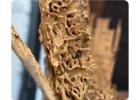 Termite Pest Control Sydney | Knockdown Pest Control