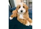 Faithful Friends: How Loyal Companions Bring Healing and Comfort in Therapy