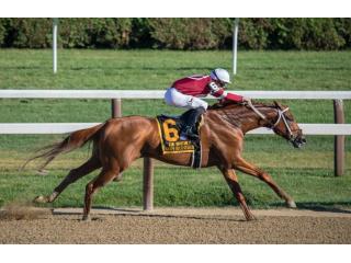 Master the Art of Picking Winning Horses Today! Master the Art of Picking Winning Horses Today!