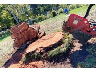 Tree Stump Removal in Sonoma County Tree Stump Removal in Sonoma County
