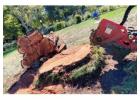 Tree Stump Removal in Sonoma County