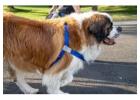 HugeHounds – Adjustable Large Dog Harness