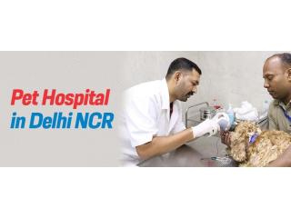 Pet Care In Delhi  | CGS Hospital Pet Care In Delhi  | CGS Hospital