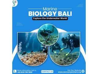 Marine Biology Bali – Explore the Underwater World Marine Biology Bali – Explore the Underwater World