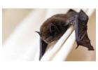 Trusted Bat Removal by Simcoe Muskoka Wildlife Removal in Ontario