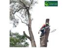 Tree Removal Services in Melbourne for Residential and Commercial Needs
