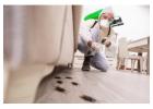 Commercial Pest Control Companies Near Me | Local Experts