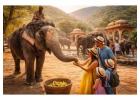 Hathi Gaon Elephant Complete Visitor Guide Jaipur