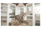 Discover Reliable Cat Boarding Prices Near Me with Happy Hounds Pet Retreat