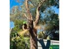 Professional Tree Removal Services in Melbourne for Safe and Efficient Results