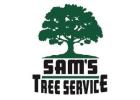 Tree Removal Services Petaluma