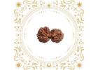 Buy Original Rudraksha Online Easily - Rudraksha Hart