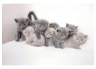 Buy Cats Online India – Trusted & Healthy Kittens at Khan Kittens