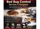 Bed Bug Control Service in Gurgaon | Safe and Effective Pest Control Solutions