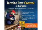 Top Termite Pest Control in Gurgaon | Effective and Safe Anti Termite Solutions