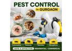 Best Pest Control in Gurgaon | Affordable & Reliable Services by Service Mantra