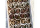 Chocolate-Coated Strawberries – A Sweet Treat for Every Occasion