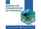 Marine life conservation Bali Indonesia