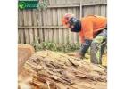 Professional Melbourne Tree Removal Services | Safe & Reliable