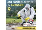 Expert Ant Control Service in Gurgaon for Safe Pest Free Living