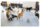 Best dog daycare in Powell-Gilhurst
