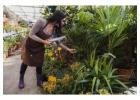Nursery Inventory Management System