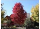 Autumn Blaze® Maple Tree for Sale | Fast-Growing, Fiery Fall Color | Free Delivery & Planting - iTre