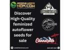 Girl Scout Cookies Marijuana Strain – Premium Cannabis Seeds & Review
