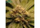 Best Feminized CBD Seeds – Health & Wellness Collection by Seeds Here Now