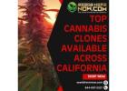 Exotic Purple Weed Strains – Vibrant Genetics from Seeds Here Now