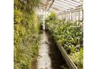Hemp Seeds for Cultivation – Industrial Options from Seeds Here Now