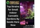 Companion Planting for Terpenes – Boost Growth with Seeds Here Now