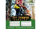 Tree Trimming Service in San Antonio