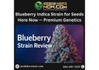 Elite Clone Seed – Premium Cannabis Genetics at Seeds Here Now