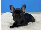 French Bulldog puppies for sale.