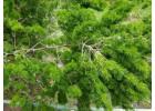 Bald Cypress Glenview | Buy Online with Free Delivery & Planting
