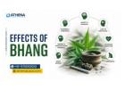 Effects of Bhang: Know the Risks & Get Help in Time Today
