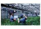 All-in-One Grower Management Software for Greenhouse Operations & Plant Nursery