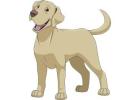Indian dog breeders