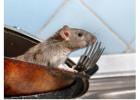 Why Professional Rodent Control Is Essential for Long-Term Property Protection