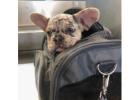 Gesunde & Liebevolle Französische Bulldoggen – Jetzt anfragen!
