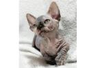 Außergewöhnliche Sphynx Katzen – Züchter direkt, geprüfte Gesundheit