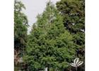Redmond American Linden Tree