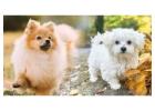 Adorable and Healthy Pomtese Puppies for Sale Near You