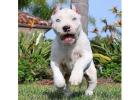 American Bully and American Pitbull Terrier Puppies for sale