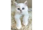 FOR SALE: Show-Quality British Shorthair Female – Blue Eyes, Champion Bloodline