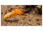 Expert Termite Control